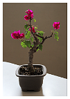 bonsai-Bougainvillée Bougainvillea glabra 'Corsaire'