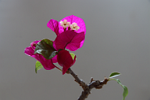 bonsai-Bougainvillée Bougainvillea glabra 'Corsaire'