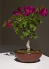 bonsai-Bougainvillée Bougainvillea glabra 'Corsaire'