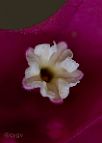 bonsai-Bougainvillée Bougainvillea glabra 'Corsaire'