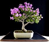 bonsai-Bougainvillée Bougainvillea glabra 'Choisy'