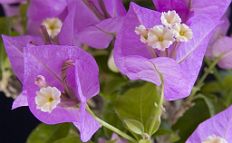 bonsai-Bougainvillée Bougainvillea glabra 'Choisy'