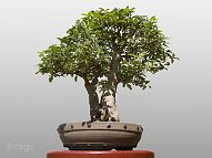 bonsai-Ligustrum Ligustrum sinense ‘Variegatum’