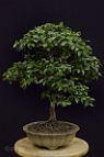bonsai-Myrciaria Plinia cauliflora (Mart.) Kausel - (Jaboticaba)