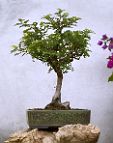 bonsai-Poivrier Zanthoxylum fragara