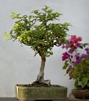 bonsai-Poivrier Zanthoxylum fragara