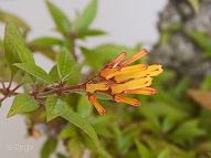 bonsai-hamelia Hamelia patens var. glabra