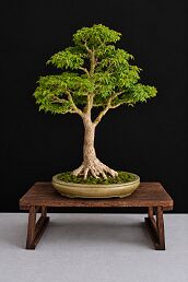 Acer