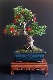 Espèces diverses