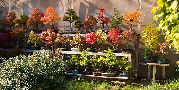 Promenade Ma collection de bonsaï aux 4 saisons.