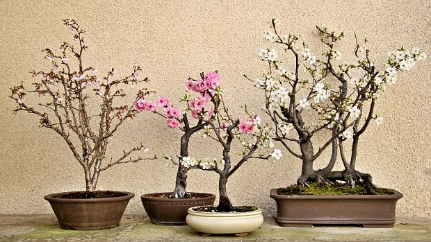 Promenade Ma collection de bonsaï aux 4 saisons.